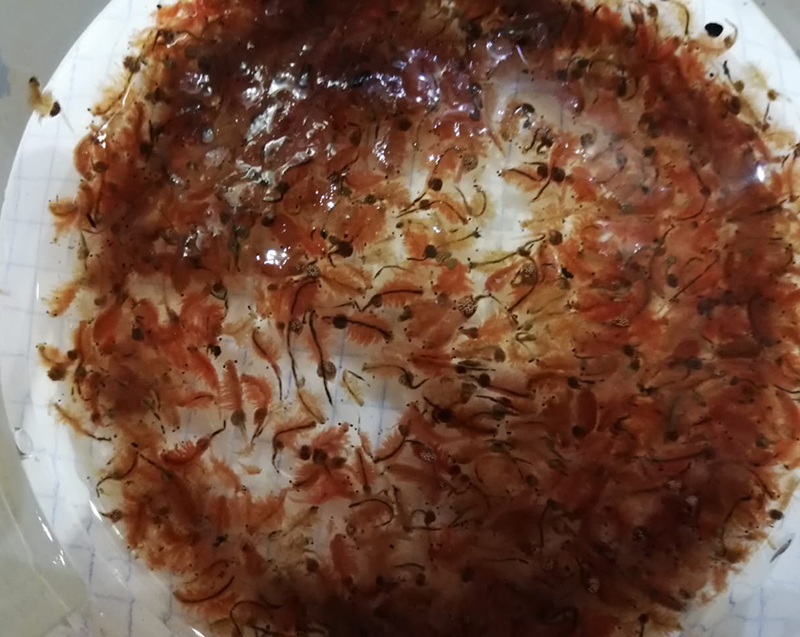 Артемия замороженная крупная