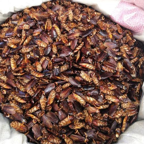 Таракан сушеный