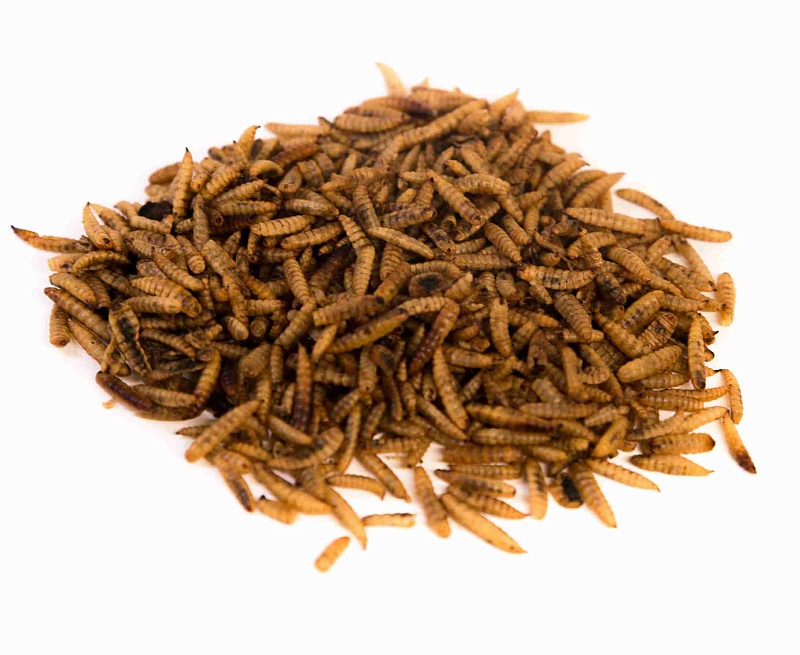 Личинки черной львинки сушеные