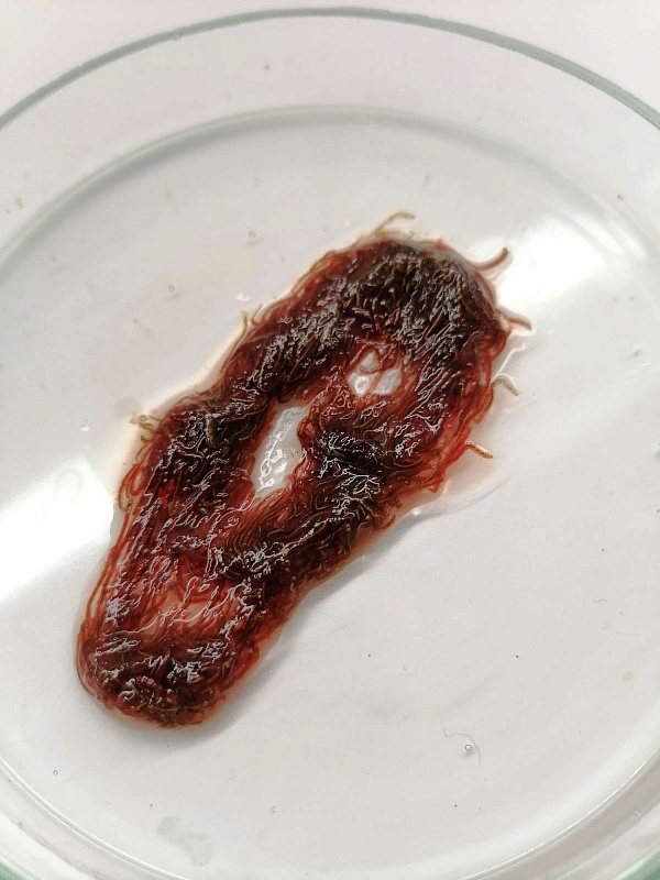 Мотыль замороженный мелкий