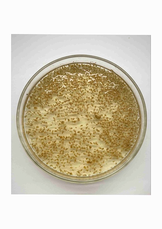 Дафния замороженная