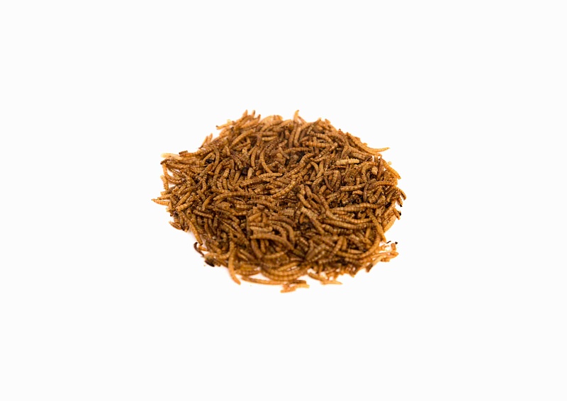 Мучной червь сухой