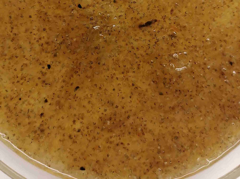 Хаобориды (коретра) замороженные