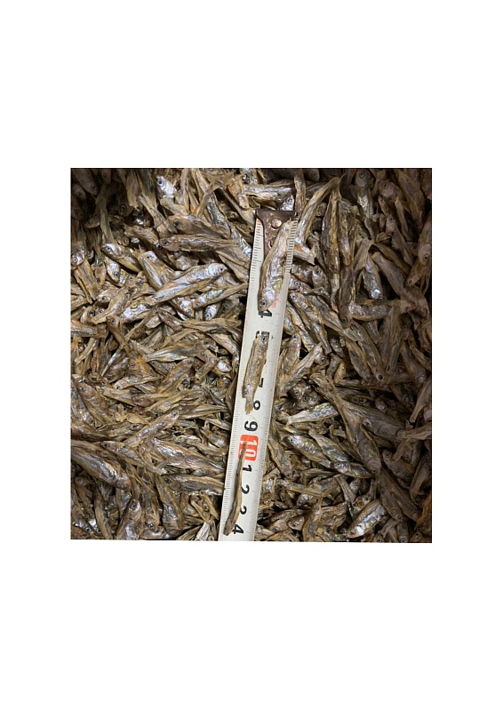 Рыбка востробрюшка 3-5 см