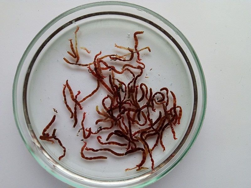 Мотыль замороженный крупный