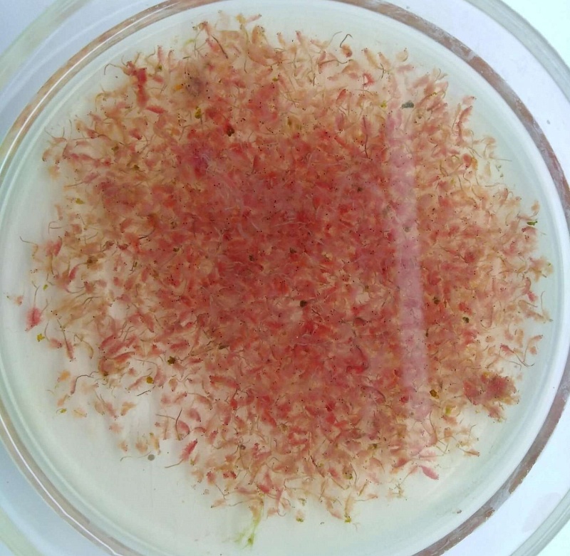 Артемия замороженная