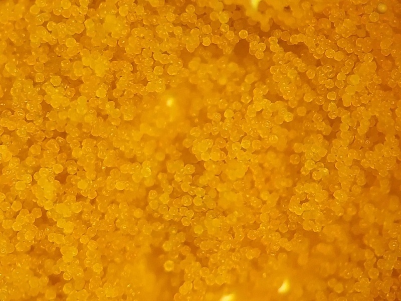 Цисты артемии декапсулированные